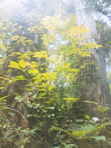 20180814_124834_071.jpg